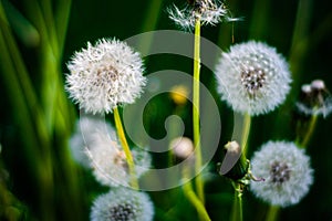 Dandelion flower surrounded by grass, background, Macro