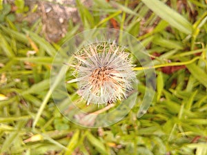 Dandelion Flower - Taraxacum