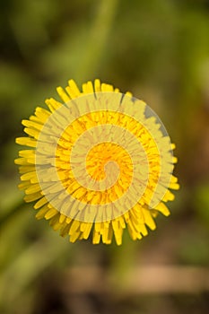 Dandelion flower (Taraxacum)