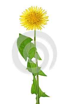 Dandelion flower or Taraxacum Officinale with leaves isolated on white background