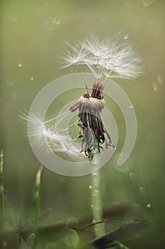 Diente de león flor la lluvia 