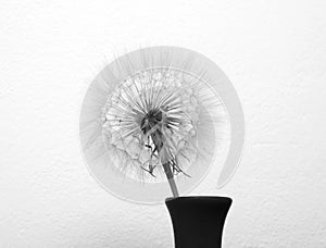 Dandelion flower in vase