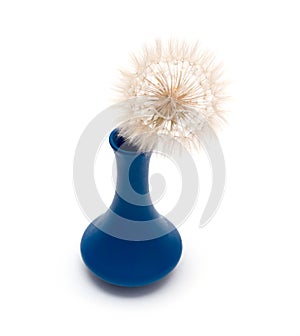 Dandelion flower in vase isolated