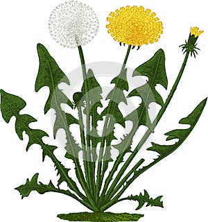 Dandelion flower. Vector