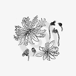 Dandelion flower vector drawing set.