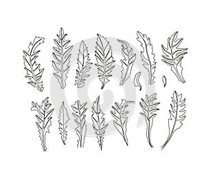 Dandelion flower vector drawing set. Isolated wild plant and flying seeds.