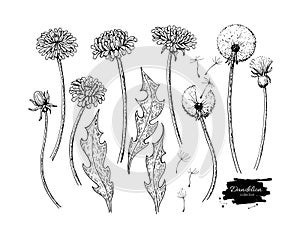 Dandelion flower vector drawing set. Isolated wild plant and flying seeds. Herbal