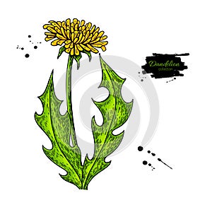 Dandelion flower vector drawing set. Isolated wild plant and leaves.