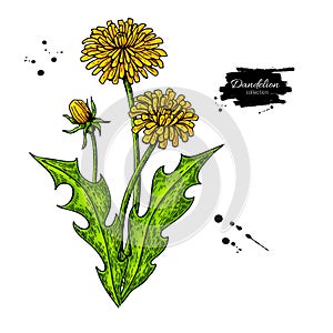 Dandelion flower vector drawing set. Isolated wild plant and leaves.