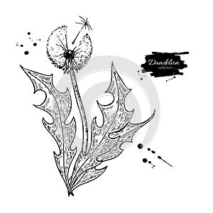 Dandelion flower vector drawing set. Isolated wild plant and leaves. Herbal engraved