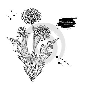 Dandelion flower vector drawing set. Isolated wild plant and leaves. Herbal engraved