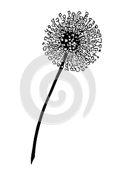 Dandelion Flower. Vector hand drawn illustration on fluffy Plant in outline style. Botanical drawing for greeting or