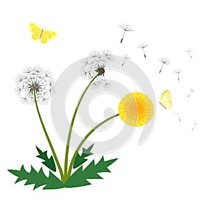 Dandelion flower vector illustration, beautiful fresh blooming yellow flower, wind blowing dandelion seeds and butterfly