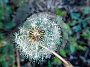 dandelion flower that very short life