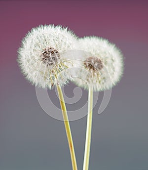 Dandelion flower on violet color background, many closeup object