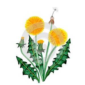 dandelion flower watercolor illustration isolated on white background