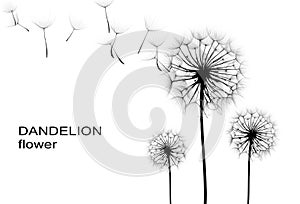 Dandelion flower
