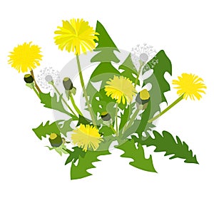 Dandelion flower on white background, vector illustration