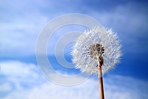 Dandelion flower in white fluff against the sky with clouds