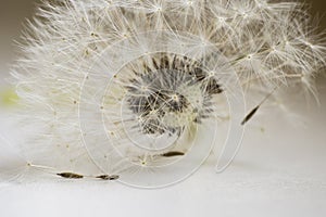 Dandelion flower, white fluffy on a black background, fly with seeds