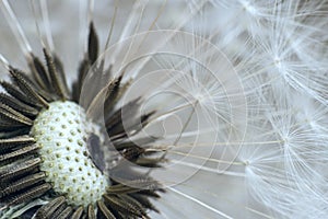 Dandelion flower, white fluffy on a black background, fly with seeds