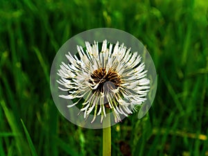 Dandelion flower with white seeds in green grass.