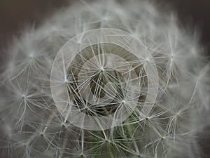 Dandelion flower in the wind close up video