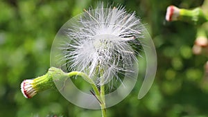 Dandelion flower in windy morning