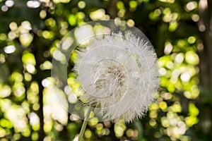 The dandelion flower is a wonder photo