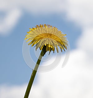 Dandelion flower yellow color ha blue sky background