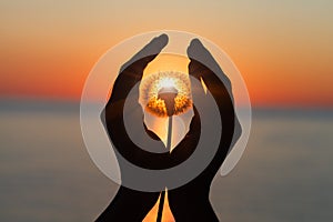 Dandelion flower in young woman`s hands at sunset or sunrise light