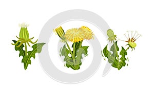 Dandelion Flowering Plant with Yellow Flower Head Vector Set
