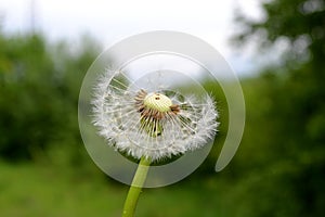 Dandelion after flowering