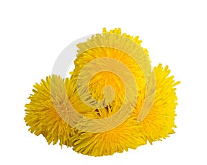 Dandelion flowers