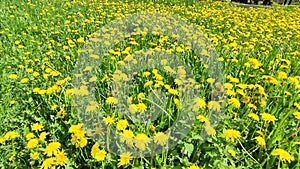 Dandelion flowers bloom in the countryside