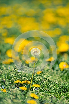 Dandelion flowers in the blooming field