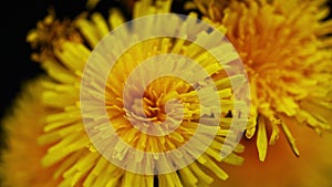 dandelion flowers blooming, opening its blossom spring time lapse pestle extreme close up loop