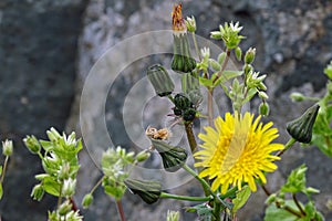 Dandelion flowers blooming in spring