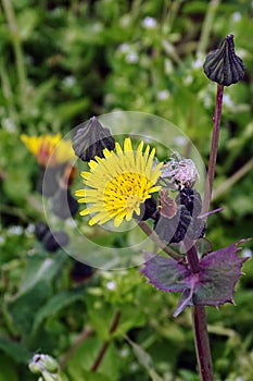 Dandelion flowers blooming in spring