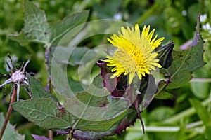 Dandelion flowers blooming in spring