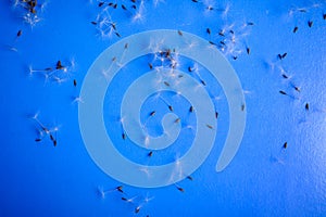 Dandelion flowers on blue background