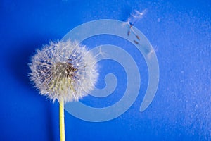 Dandelion flowers on blue background