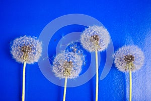 Dandelion flowers on blue background