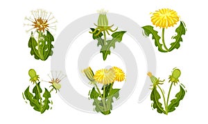 Dandelion Flowers with Bright Yellow Blossom Cluster Vector Set