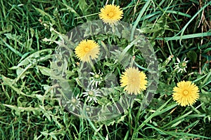 Dandelion flowers from dandelion leaves on a green grass background. View from above. Close-up