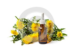 Dandelion flowers and essential oil isolated