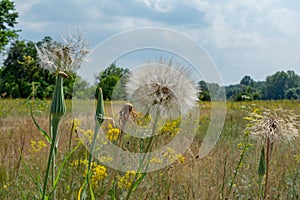 Dandelion flowers in the field during summer time