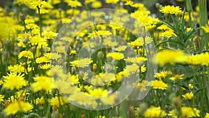 Dandelion flowers in a field in Sweden, Europe. Yellow dandelion flowers in green grass in the spring.closeup.