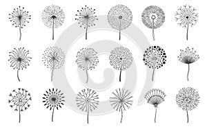 Dandelion flowers. Fluffy meadow flower with seeds. Summer natural floral fluff silhouette. Line blossom decorative logo