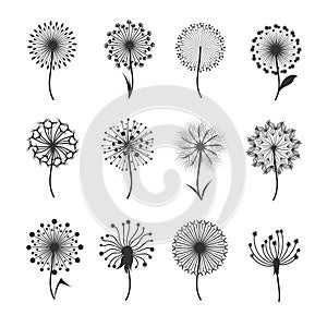 Dandelion flowers with fluffy seeds black floral vector silhouettes isolated on white
